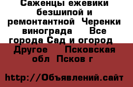 Саженцы ежевики безшипой и ремонтантной. Черенки винограда . - Все города Сад и огород » Другое   . Псковская обл.,Псков г.